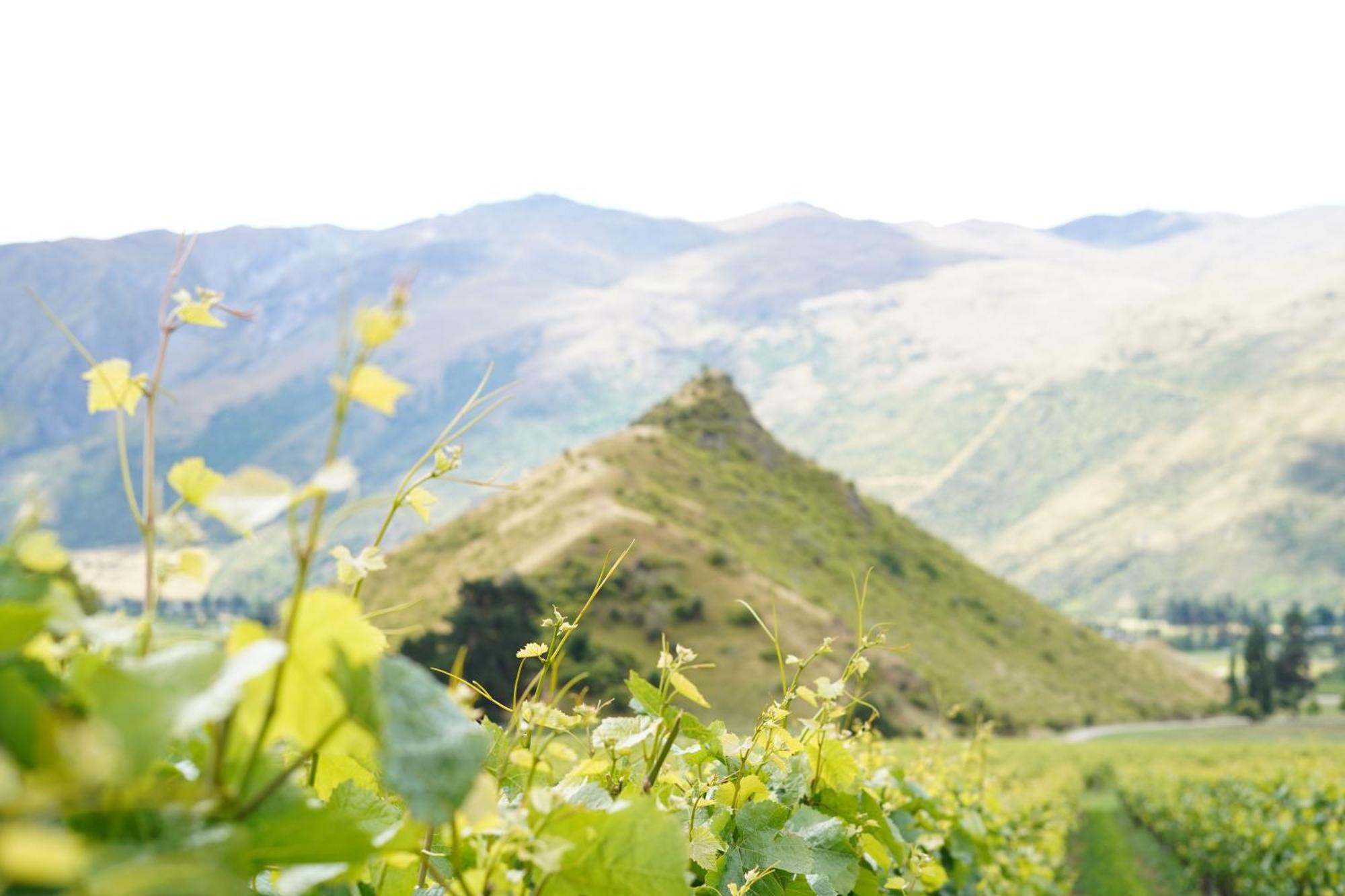 Mt Rosa Lodge Boutique Vineyard Accommodation Wanaka Exterior foto