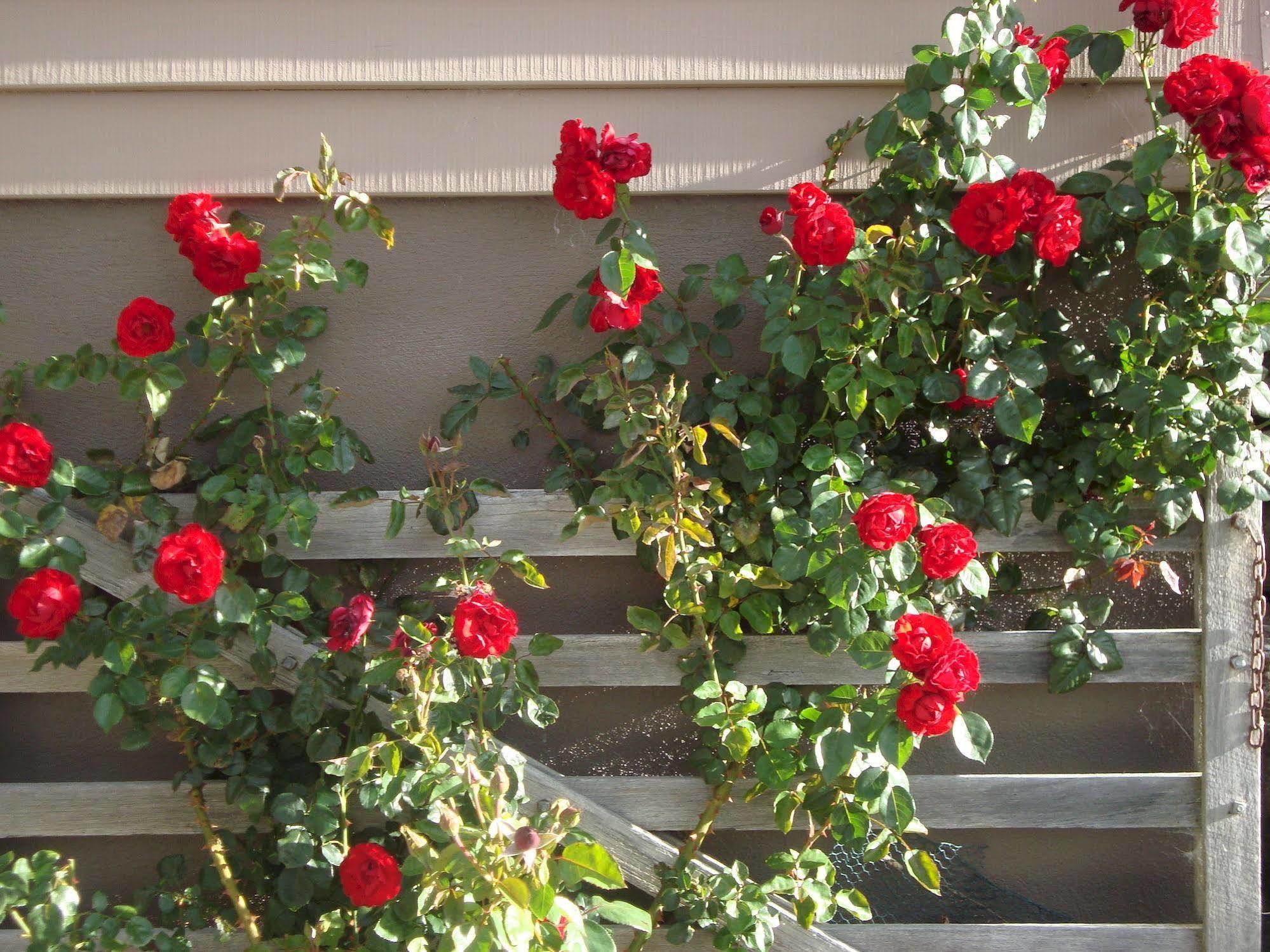 Mt Rosa Lodge Boutique Vineyard Accommodation Wanaka Exterior foto